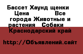 Бассет Хаунд щенки › Цена ­ 20 000 - Все города Животные и растения » Собаки   . Краснодарский край